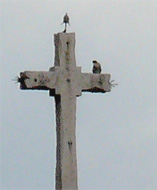 falco peregrinus