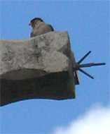 falco peregrinus
