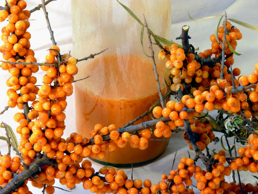 Argousier sauvage et jus frais