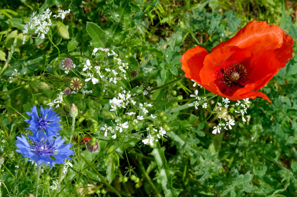 Adventices messicoles bleu-blanc-rouge