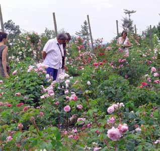 Dans la collection de roses anciennes du Domaine de Charance