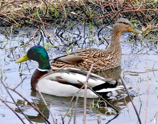 canards colvert  'anas platyrhynchos' mle et femelle