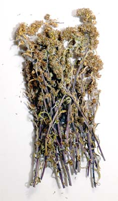 gnpi noir, artemisia spicata