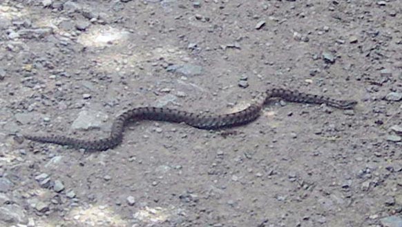 vipera aspis